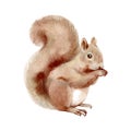 Watercolor winter forest wild animal. Squirrel. Painted isolated hand drawn illustration