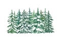 Watercolor winter pine trees forest illustration. Hand painted evergreen spruce trees with snow on branches, isolated Royalty Free Stock Photo