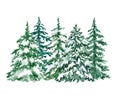 Watercolor pine trees graphic set. Hand painted forest tree illustration. Winter evergreen woods, isolated elements Royalty Free Stock Photo