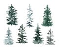 Watercolor winter pine trees isolated on white background. Hand painted spruce and pine trees illustration. Landscape scene Royalty Free Stock Photo