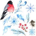 Watercolor winter set with bullfinch bird, blue foliage, berries, pin and snowflakes