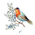 Watercolor woodland bird with blue berries, moth and fir branches. Forest natural illustration