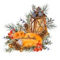Watercolor woodland greeting card with rustic lantern, sleeping fox in the forest. Spruce branch, berries Royalty Free Stock Photo