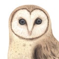 Watercolor woodland owl