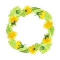 Watercolor wreath of dandelion buds and green leaves,romantic botanical illustration of summer yellow flowers Royalty Free Stock Photo