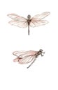 Watercolor vintage pink dragonfly