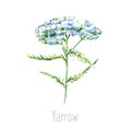 Watercolor yarrow herb.