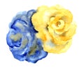 Watercolor yellow and blue roses. Handmade illustration. Royalty Free Stock Photo