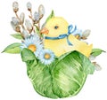 Watercolor yellow chick sitting in the cabbage with pussy willow and white flowers. Easter card