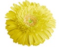 Watercolor yellow flower. Gerbera flower isolated on white background. No shadows with clipping path. Close-up. Royalty Free Stock Photo