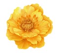 Watercolor yellow flower. Globe-flower. Botanical painting, hand drawn illustration