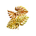 Watercolor picture of tropical yellow leaves Monsterra Bush