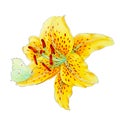 Watercolor of yellow lily  with butterfly, hand drawn floral illustration isolated on a white background Royalty Free Stock Photo