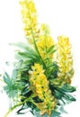 Watercolor yellow lupines
