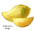 Watercolor yellow mango. Hand painted tropical fruits isolated on white background. Botanical food illustration for