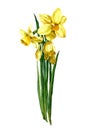 Watercolor yellow narcissus bouquet