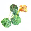 Watercolor yellow nasturtium flowers. Illustration for design.