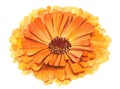 Watercolor yellow and orange flower calendula officinalis illustration. acne and facial treatment herb. healthcare