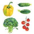 Watercolor yellow paprika pepper, broccoli, cucumbers, cherry tomatoes