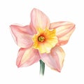 Watercolor Yellow And Pink Daffodil Flower Clipart Royalty Free Stock Photo