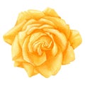 Watercolor of yellow rose, hand drawn floral illustration.