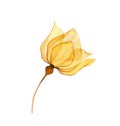 Watercolor yellow rose. Transparent flower isolated on white. Hand painted artwork with vibrant detailed petals Royalty Free Stock Photo