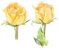 Watercolor yellow roses