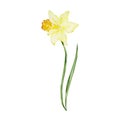 Watercolor yellow spring daffodil