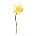 Watercolor yellow spring daffodil