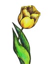 Watercolor yellow tulip flower.