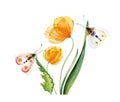 Watercolor yellow tulips. Bouquet with transparent flowers with two butterflies. Hand painted print ready abstract Royalty Free Stock Photo