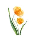 Watercolor yellow tulips. Spring orange flowers with green leaves. Floral hand drawn composition. Realistic botanical