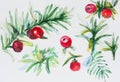 Watercolor yew berries. Illustration on watercolor paper, not isolated