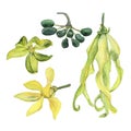 Watercolor ylang ylang Cananga tree collection.