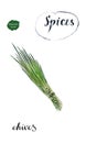 Watercolor young green fresh chives bunch Royalty Free Stock Photo