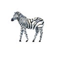 Watercolor zebra