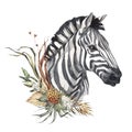 Watercolor zebra portrait with flowers. African animlas clipart.