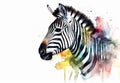 Watercolor zebra portrait illustration on white background Royalty Free Stock Photo