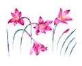 Watercolor Zephyranthes isolated illustration on a white background