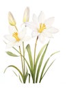 Watercolor Zephyranthes Primulina on White Background AI Generated