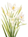 Watercolor Zephyranthes Primulina on White Background AI Generated