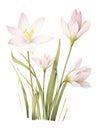 Watercolor Zephyranthes Primulina on White Background AI Generated