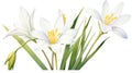 Watercolor Zephyranthes Primulina on White Background AI Generated