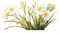 Watercolor Zephyranthes Primulina on White Background AI Generated