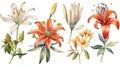 Watercolor Zimbabwe Flowers Collection on Clean White Background