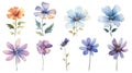 Watercolor Zimbabwe Flowers Collection on Clean White Background with Sharp Lines