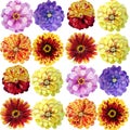 Watercolor zinnia pattern