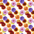 Watercolor zinnia pattern