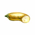 Watercolor zucchini. Hand drawn illustration on white background. Organic food.