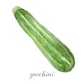 Watercolor zucchini - hand painted